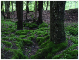 How-to-get-rid-of-Moss