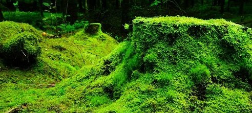 What-is-Moss